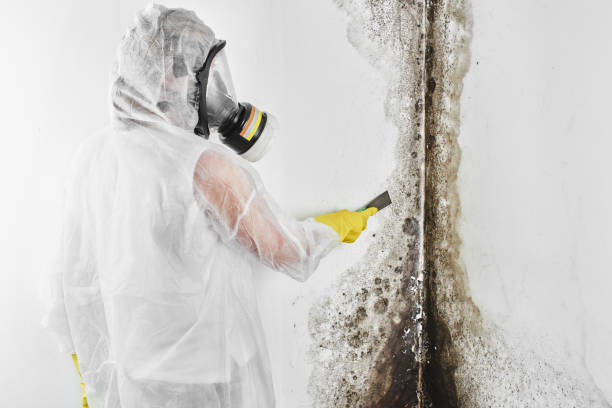 Office Mold Removal Services in Wathena, KS