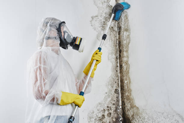 Best Mold Testing  in Wathena, KS