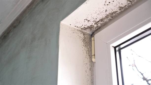 Best Certified Mold Removal  in Wathena, KS