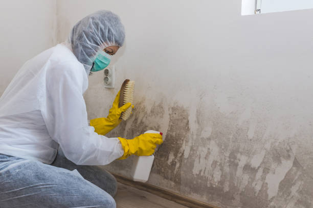 Best Same-Day Mold Removal  in Wathena, KS