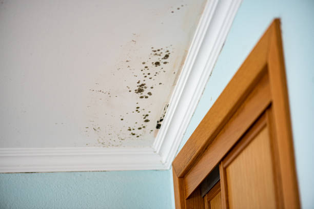 Best Black Mold Removal  in Wathena, KS