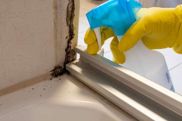 Best Mold Remediation Services  in Wathena, KS