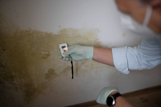 Best Mold Removal Near Me  in Wathena, KS