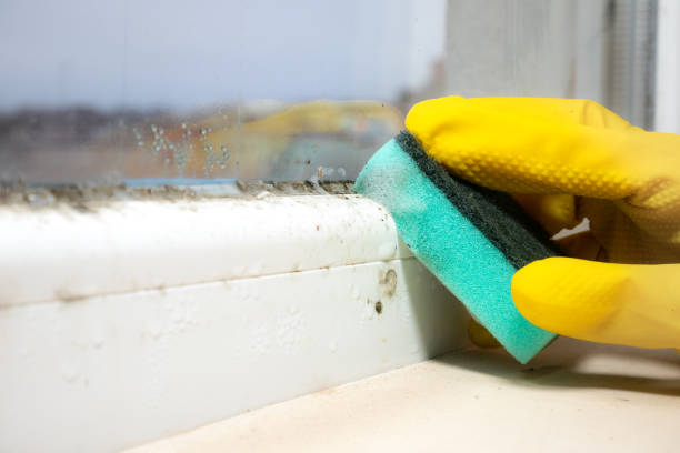 Best Toxic Mold Removal  in Wathena, KS