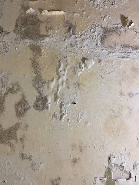 Best Mold Testing and Removal  in Wathena, KS