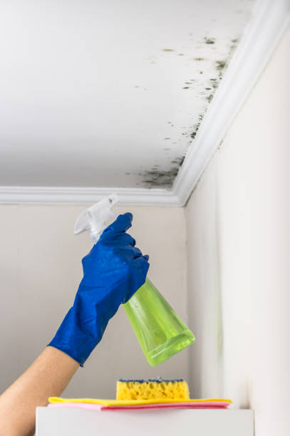 Best Home Mold Removal  in Wathena, KS