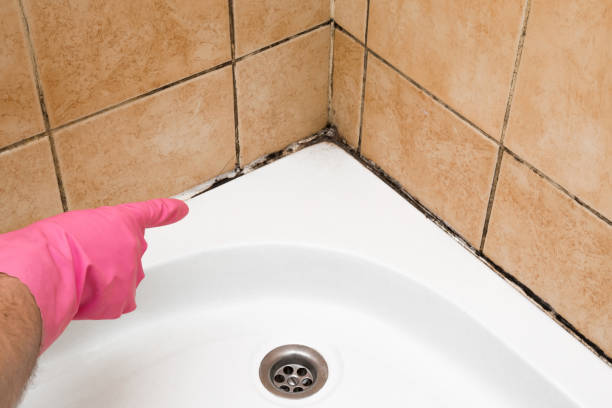 Best Fast Mold Removal  in Wathena, KS